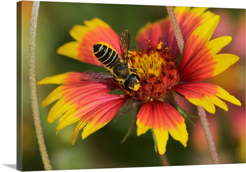 Leafcutter bee, solitary bees (Megachile sp.), adult feeding on Indian Blanket, Fire Wheel (Gaillardia pulchella), Texas, USA