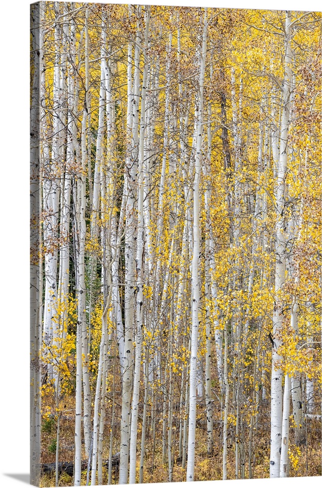 Leaves and tree trunks create an aspen wall of texture, Colorado, USA.