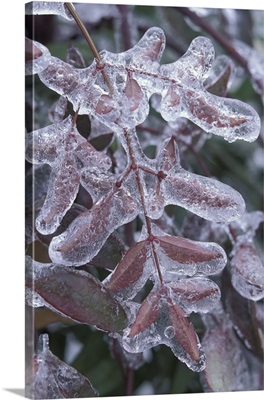 Leaves encased in ice