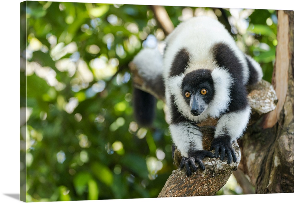 Africa, Madagascar, Lake Ampitabe, Akanin'ny nofy Reserve. A black-and-white ruffed lemur is curious and watching everything.