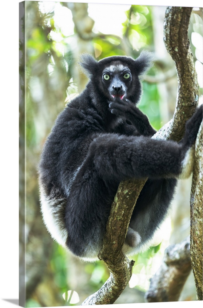 Africa, Madagascar, Lake Ampitabe, Akanin'ny nofy Reserve. Indri, the largest lemur sitting on a twining vine. This indivi...