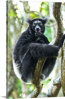 Lemur, Africa, Madagascar, Lake Ampitabe, Akaninny Nofy Reserve