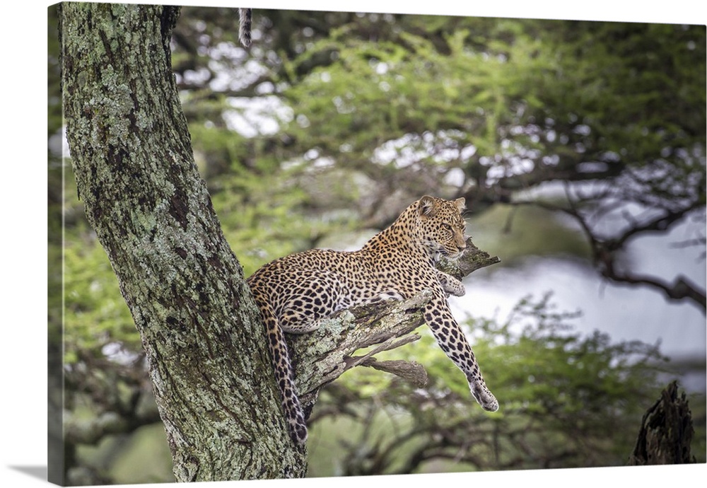Leopard reclining on tree branch stump.