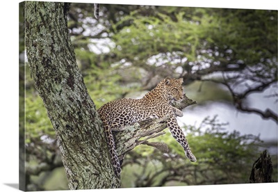 Leopard reclining on tree branch stump