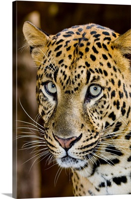 Leopard with an intense gaze