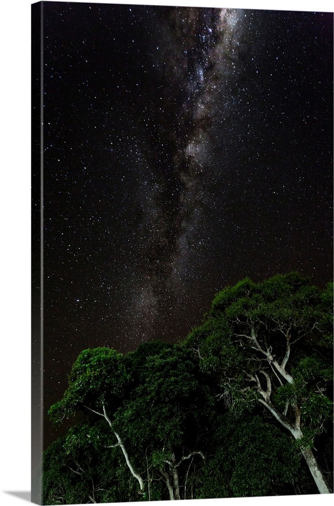 Light painted tree in the foreground with the Milky Way Galaxy in the background of this night photograph taken in the Bra...