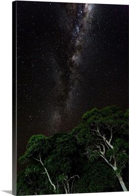 Light Painted Tree With The Milky Way Galaxy, Brazilian Pantanal