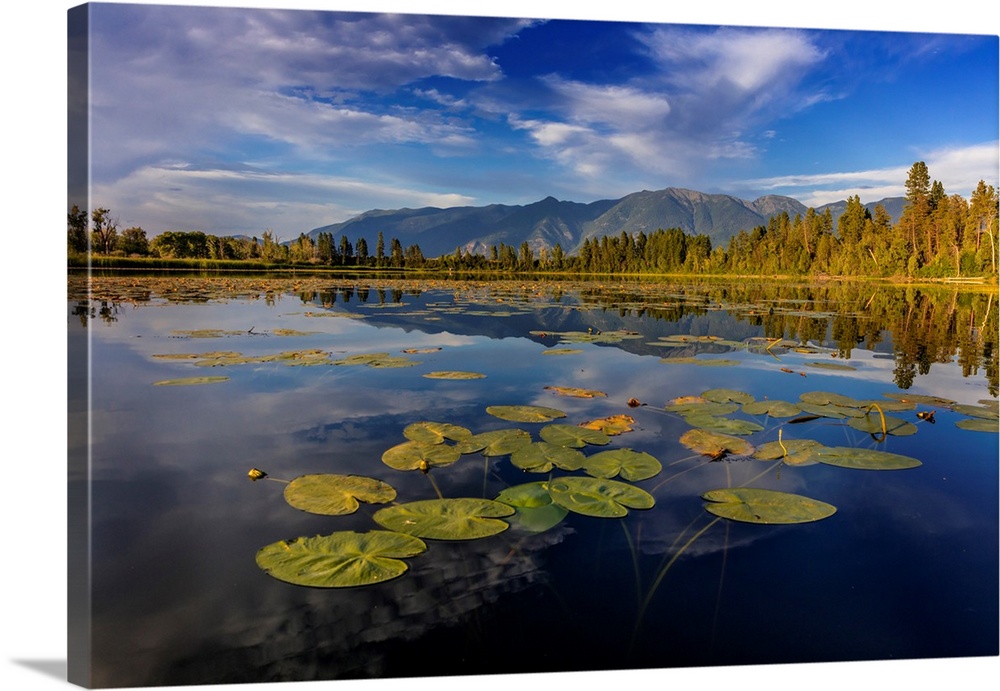 Lilly pads and Swan Range reflects into McWennger Slough near Kalispell, Montana, USA