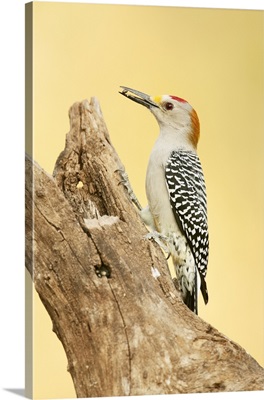 Linn, Texas, USA, Golden-Fronted Woodpecker Eating A Seed
