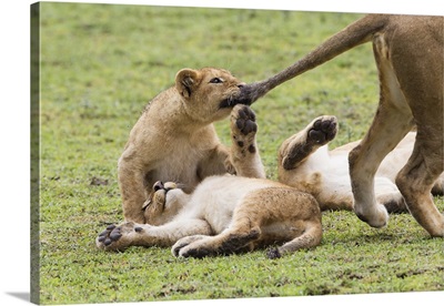 Lion cub bites the tail of lioness, Ngorongoro Conservation Area, Tanzania