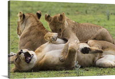 Lion cub lies on top of two lionesses, Ngorongoro Conservation Area, Tanzania