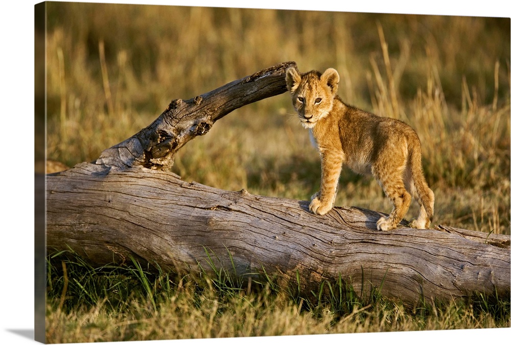 Lion cub on log, Panthera leo, Masai Mara, Kenya.