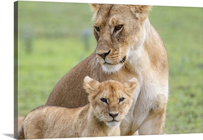 Lioness with its female cub, Ngorongoro Conservation Area, Tanzania