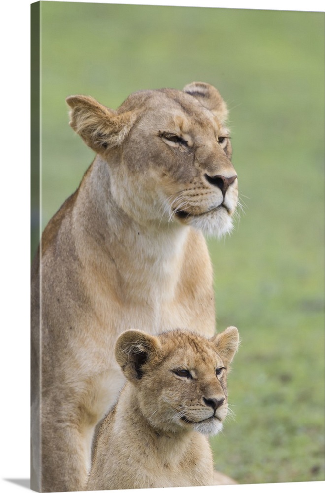 Lioness with its female cub, standing together, side by side.