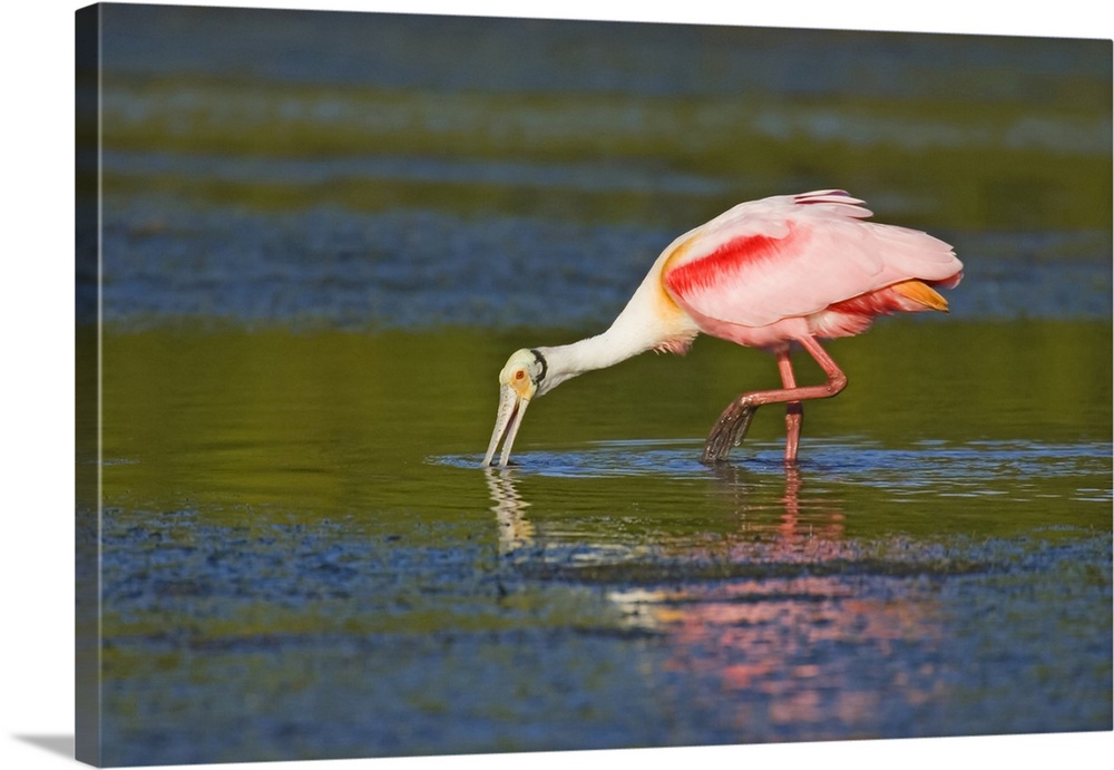 USA, North America, Florida. Little Estero Lagoon In Fort Myers Beach, Roseate Spoonbill Feeding With A Reflection.