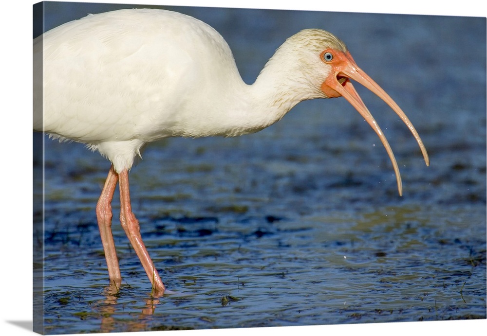 USA, North America, Florida. Little Estero Lagoon, Fort Myers Beach, White Ibis Trying To Swallow A Small Snake.
