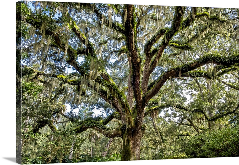 Live oak trees, Washington Oaks Gardens State Park, Palm Coast, Florida.