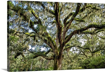 Live Oak Trees, Washington Oaks Gardens State Park, Palm Coast, Florida