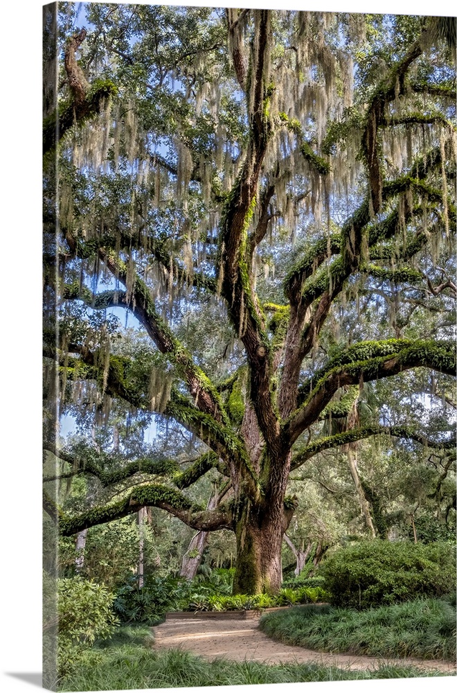 Live oak trees, Washington Oaks Gardens State Park, Palm Coast, Florida.