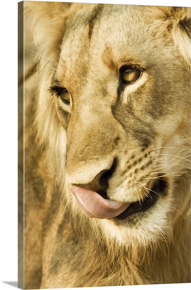 Livingston, Zambia. Close-up of a male lion licking his nose.