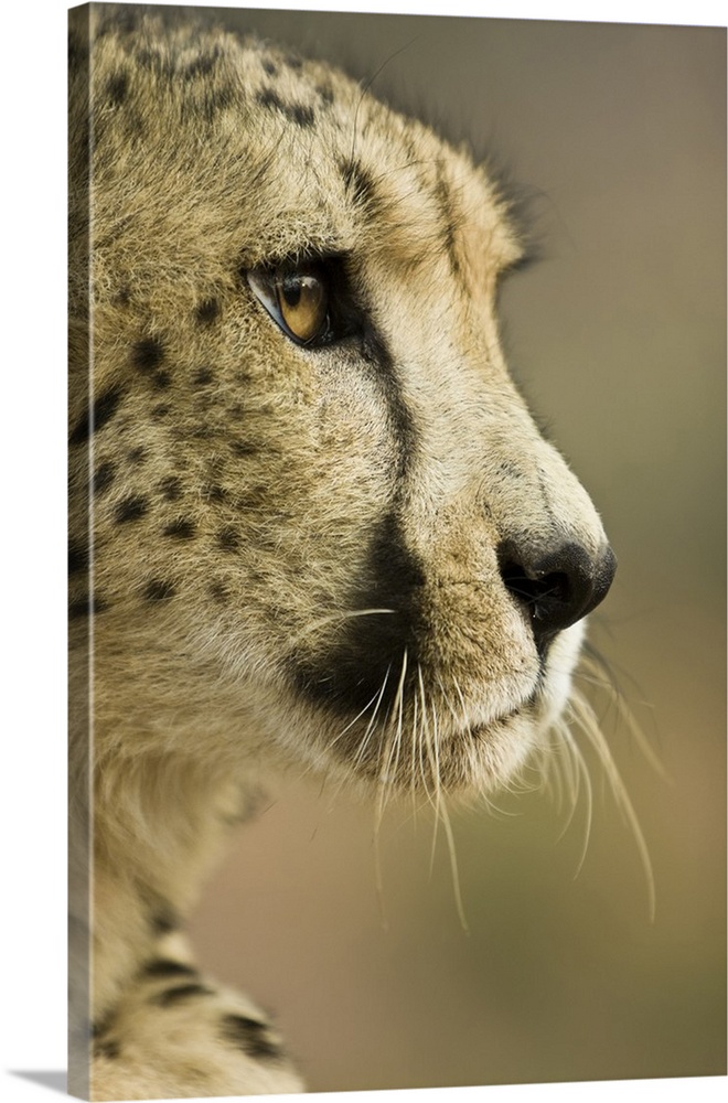 Livingstone, Zambia. Close-up of Cheetah profile.