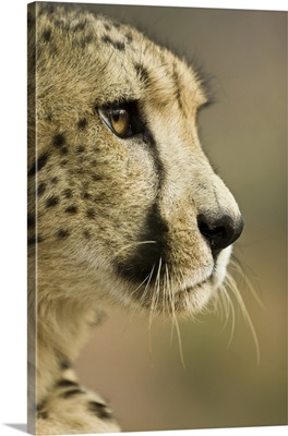 Livingstone, Zambia, Close-up of Cheetah profile