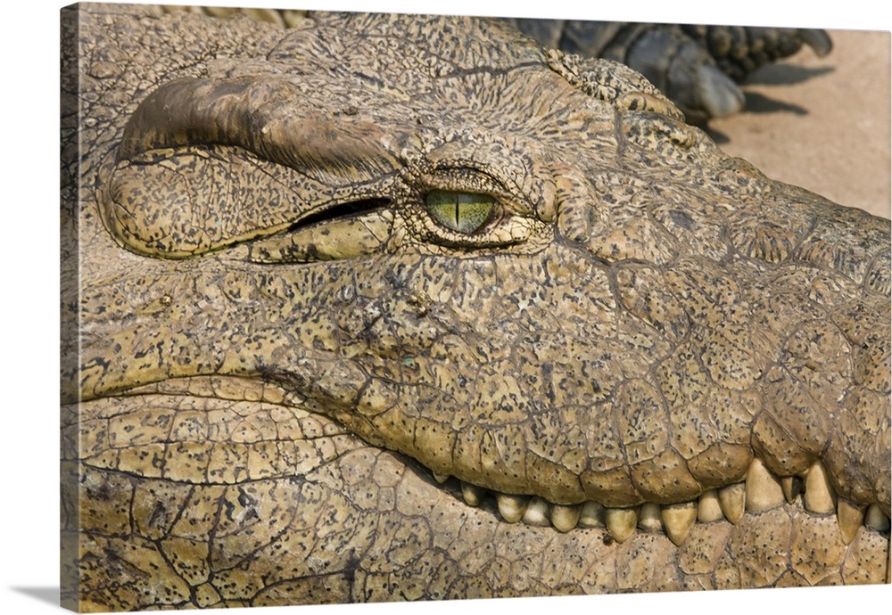 Livingstone, Zambia. Extreme Close-up of a Crocodile face.