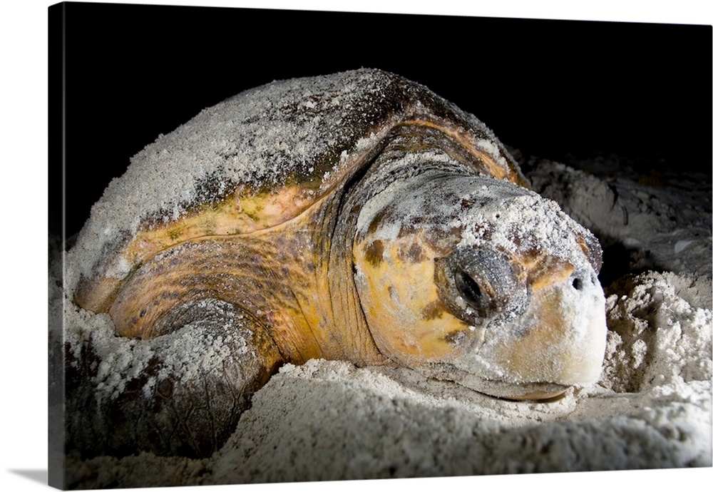 Loggerhead sea turtles, Caretta caretta, are threatened species under the Endangered Species Act.  They nest along beaches...