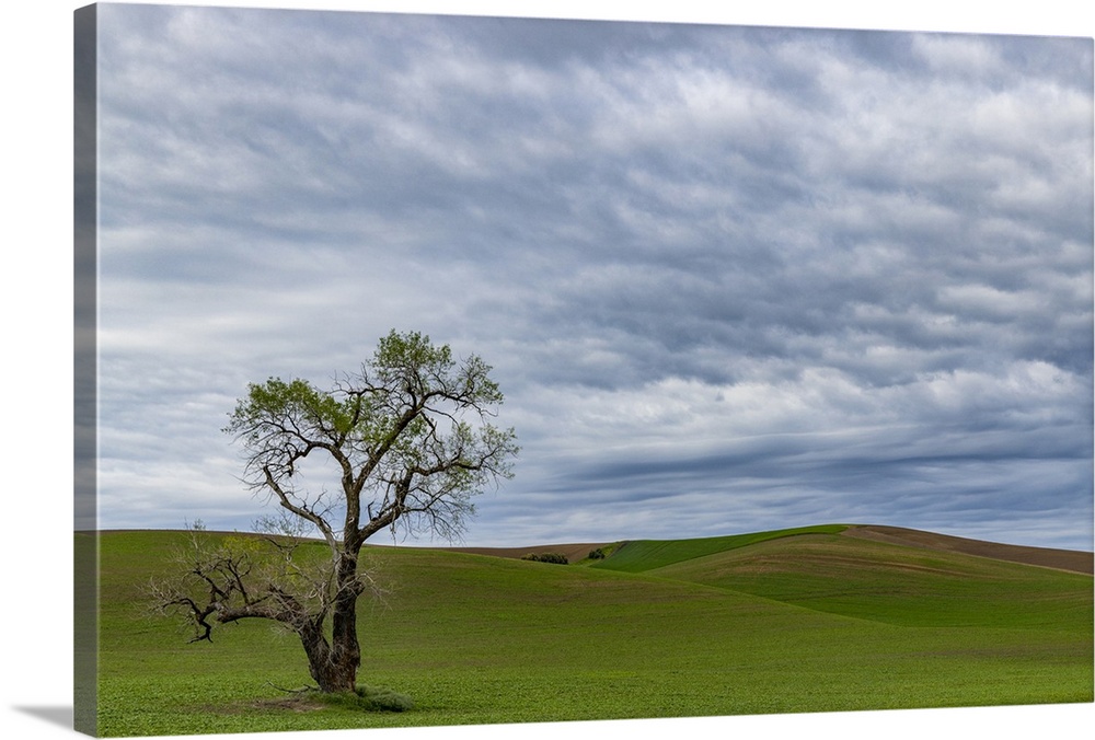 Lone tree in lentil field near Steptoe, Washington State, USA.