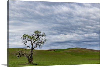 Lone Tree In Lentil Field Near Steptoe, Washington State, USA