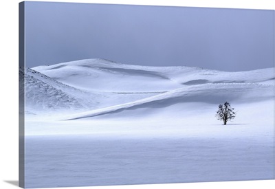 Lone Tree In Winter, Yellowstone National Park