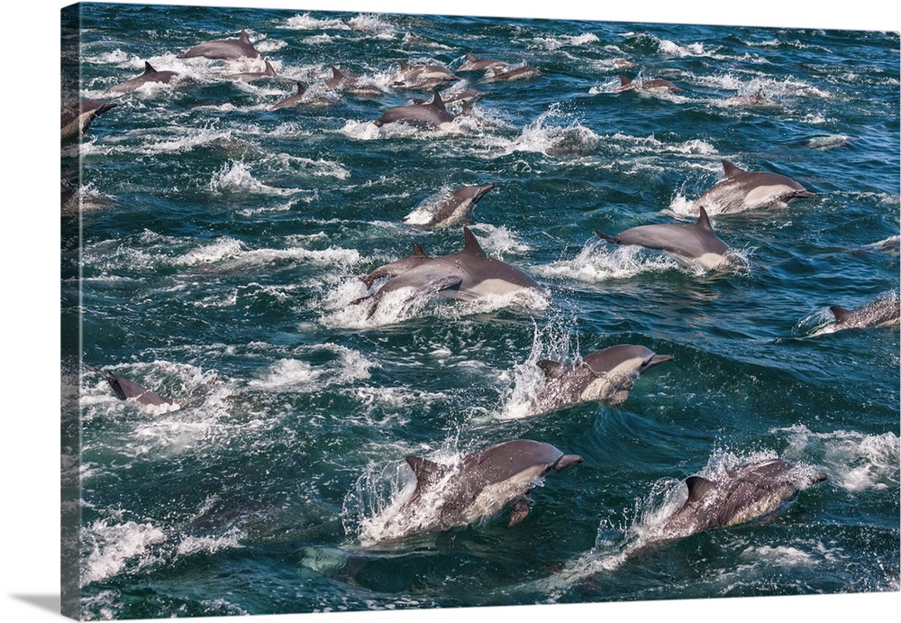 Long-beaked common dolphins,-Sea of Cortez, Baja California, Mexico.