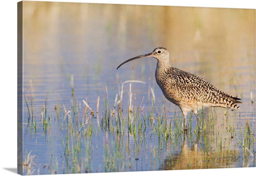 Long-billed Curlew.