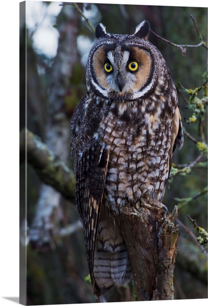 Long-eared Owl.