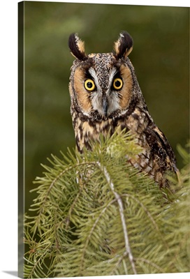 Long-eared Owl, Asio otus (Captive)-Montana