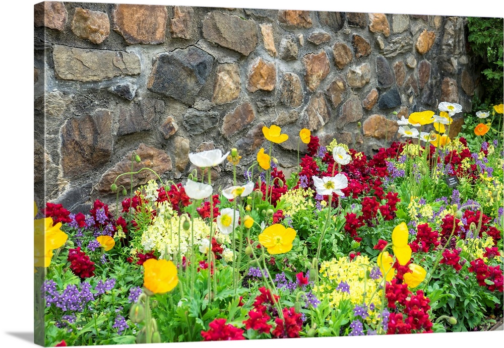 Longwood Gardens, Iceland Poppy, Kennett Square, Pennsylvania, USA