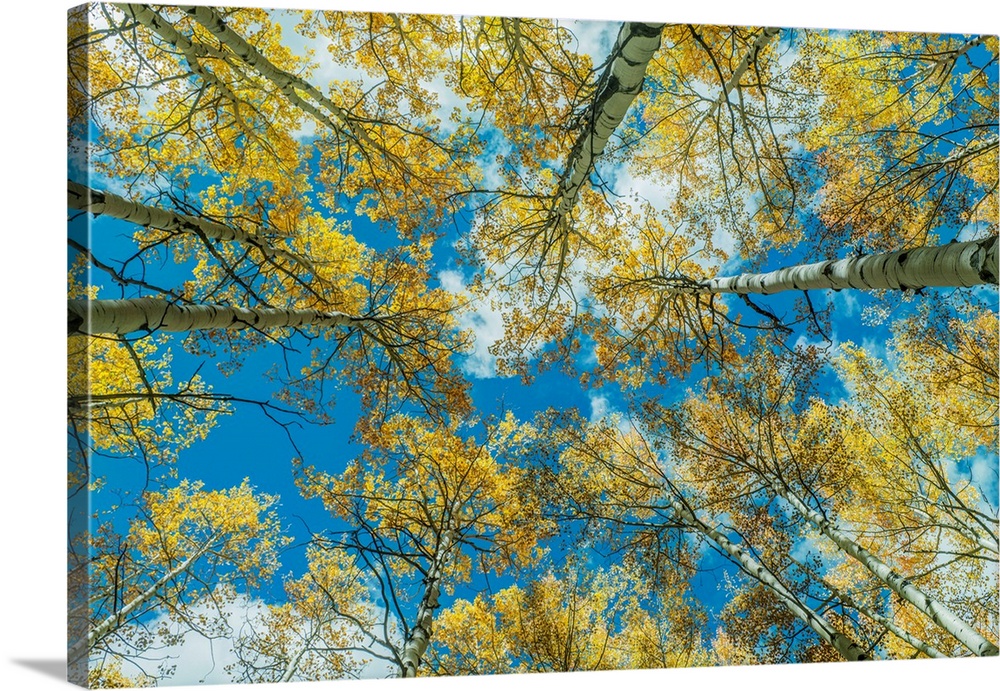 US, CO, Gunnison NF, Looking up to the Sky in an Aspen Grove with Autumn Color