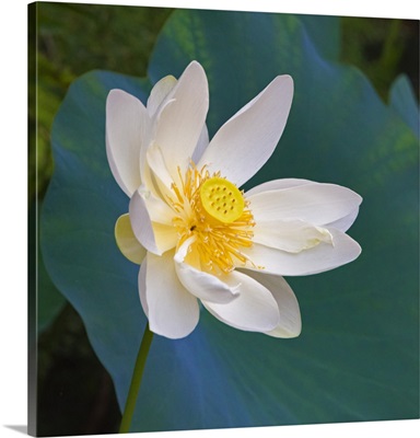 Lotus Flower, Guangxi Province, China