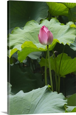 Lotus Pond In Humble Administrator's Garden In China