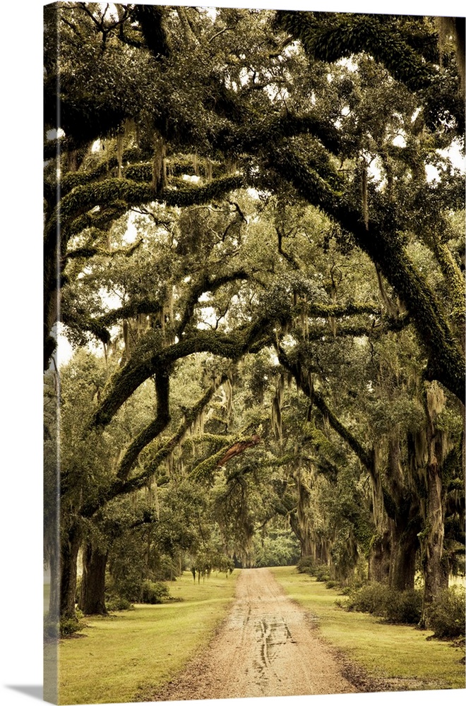 USA, Louisiana, St. Francisville. Oak trees on former plantation.