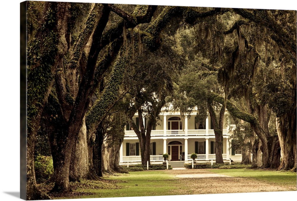 USA, Louisiana, St. Francisville. Rosedown Planatation, b. 1832, oak tree canopy driveway.