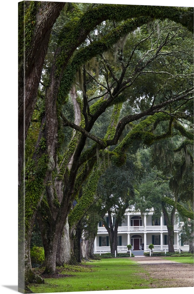 USA, Louisiana, St. Francisville. Rosedown Planatation, b. 1832, oak tree canopy driveway.