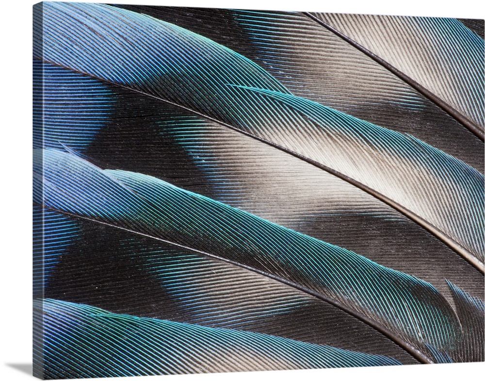 Love bird tail feathers fanned out.