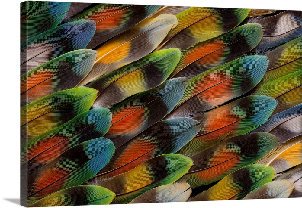 Lovebird tail feather pattern and design.