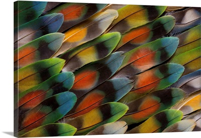 Lovebird tail feather pattern and design