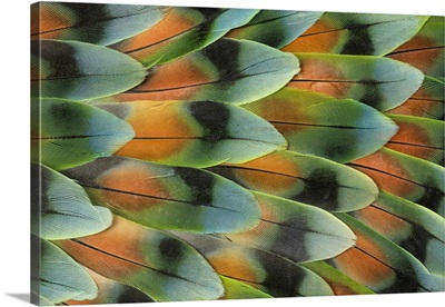 Lovebird Tail Feather Pattern, Bandon, Oregon