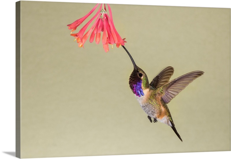 Lucifer Hummingbird (Calothorax Lucifer) Feeding Wall Art, Canvas ...