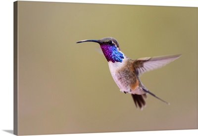 Lucifer Hummingbird (Calothorax Lucifer) Male Hovering