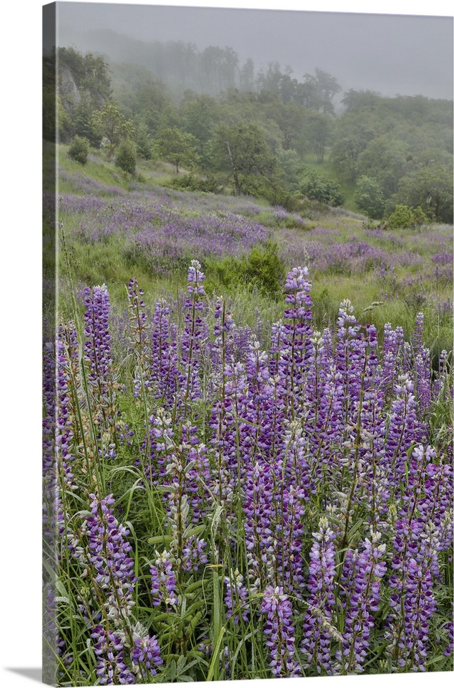 Lupine and oak trees in fog Bald Hills, Redwoods National Park, California