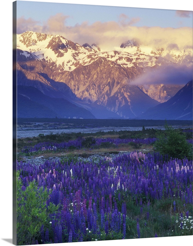 New Zealand, South Island, Arthur's Pass National Park, Lupine and the Main Divide